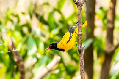 Close-up of bird perching on a plant