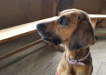 Close-up of a dog looking away