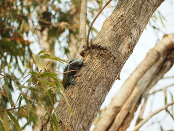 Low angle view of bird perching on tree trunk