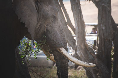  elephant  at grassland conservation area of ngorongoro crater. 