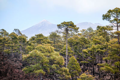 View of trees on mountain landscape