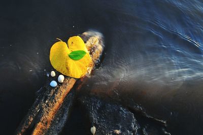 High angle view of yellow duck swimming in lake