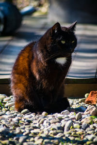 Close-up of a cat