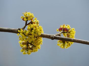 Low angle view of yellow flowering plant against clear sky