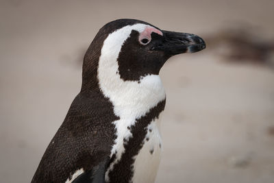 African penguins at seaforth beach colony in cape town, south africa