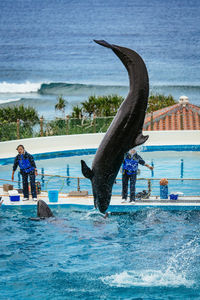 View of horse in swimming pool