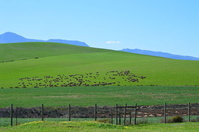 Scenic view of grassy field against sky