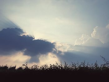 Low angle view of silhouette trees against sky