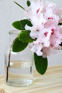 Close-up of pink flowers in vase