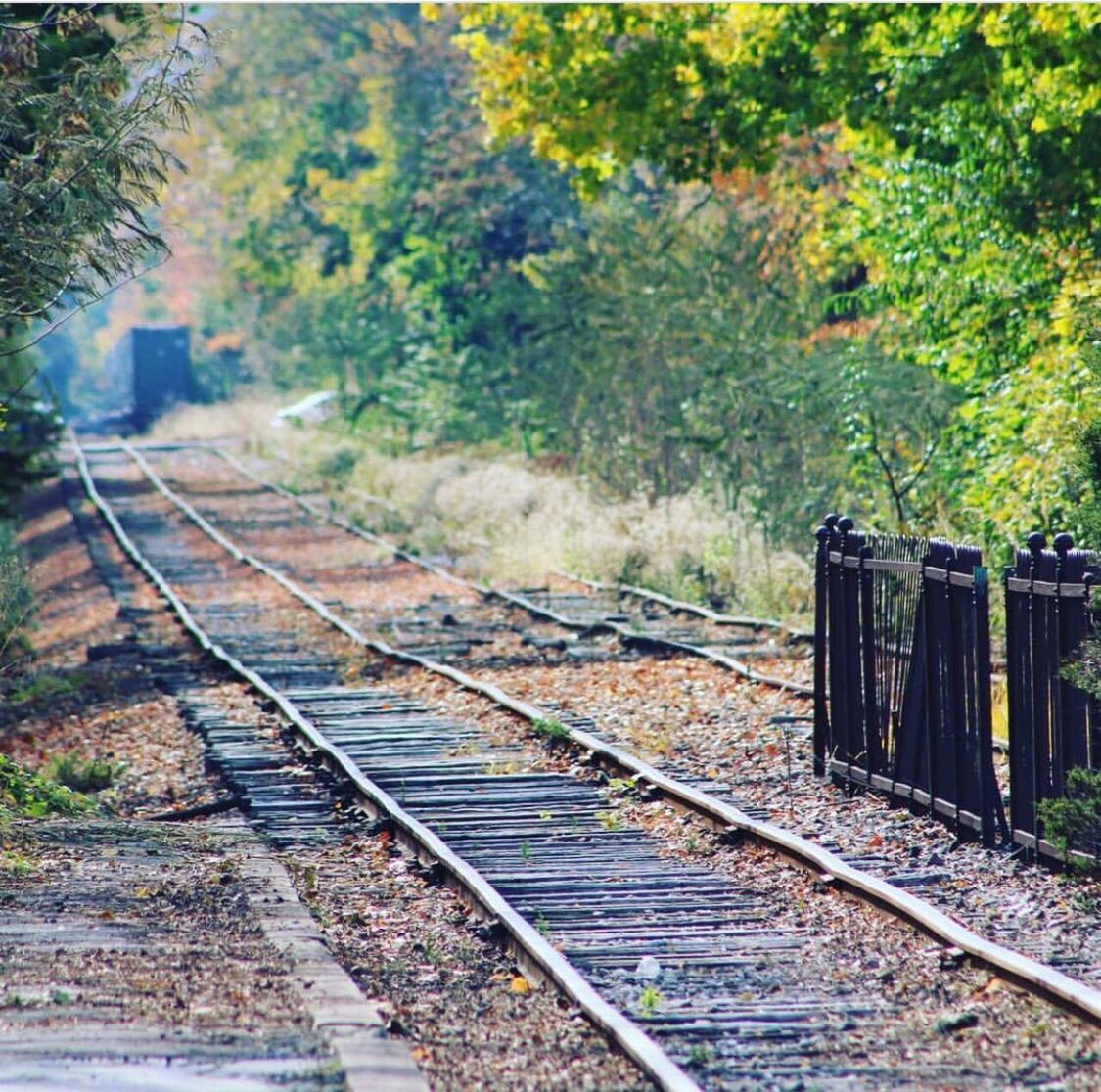 RAILROAD TRACKS BY TREES