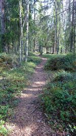 Footpath passing through forest