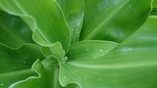 Full frame shot of leaves