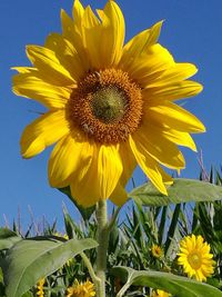 Close-up of sunflower