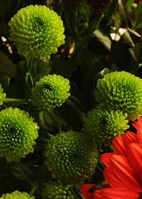 Close-up of plants in water