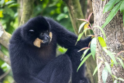 Black and white cat on tree in forest