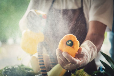 Midsection of botanist cleaning pepper