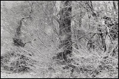 Full frame shot of bare tree