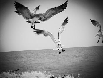 Seagull flying over water