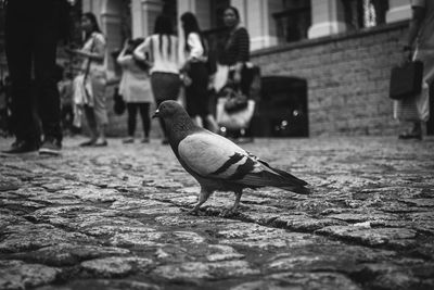 Bird walking on street