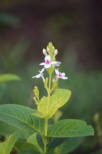 Close-up of flowers blooming outdoors