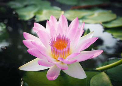 Close-up of pink water lily in lake