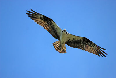 Low angle view of eagle flying against clear blue sky