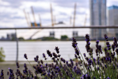 Close-up of purple flowering plants on field