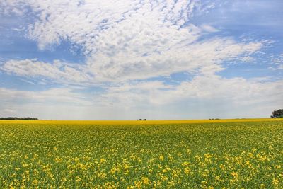 Scenic view of oilseed rape field against sky