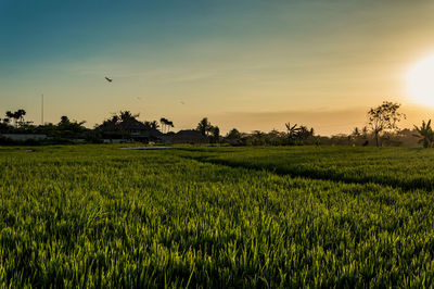 Scenic view of field against sky during sunset