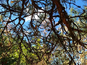 Low angle view of trees against sky