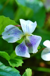 Close-up of flower blooming outdoors