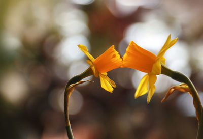 Close-up of yellow flowers