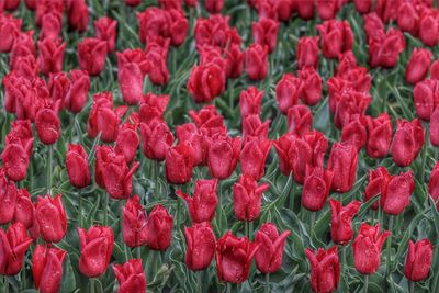 Full frame shot of red flowering plants