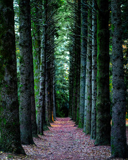 View of trees in forest