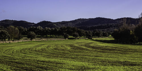 Scenic view of field against clear sky