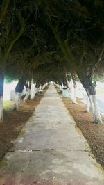 Walkway amidst trees on landscape