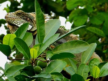 Close-up of lizard on tree