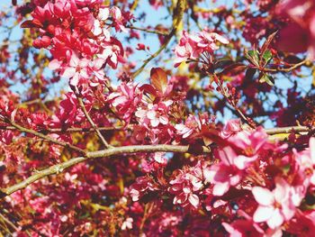 Close-up of pink cherry blossoms in spring
