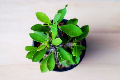 Directly above shot of potted plant on table