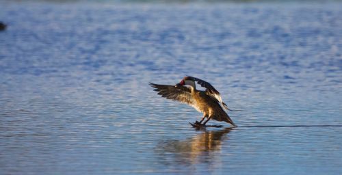 Bird flying over lake