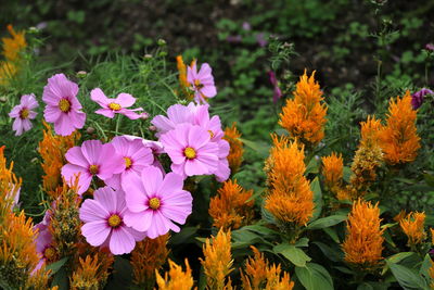 High angle view of purple flowering plants on field
