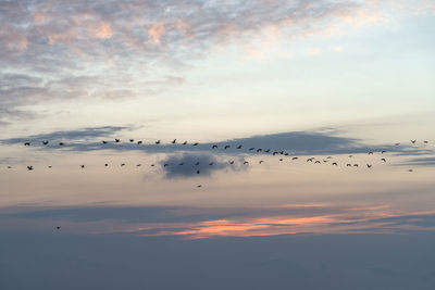 Silhouette birds migrating against sky during sunrise