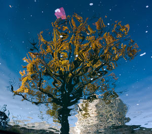 Low angle view of tree by sea against blue sky