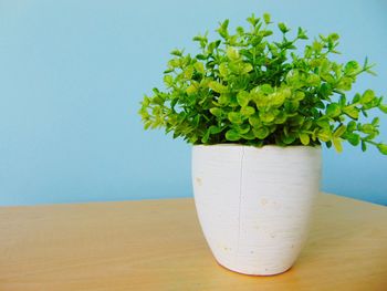 Close-up of potted plant on table