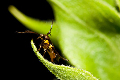 Close-up of insect on leaf