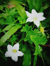 High angle view of white flowers blooming outdoors