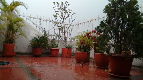 Potted plants on the wall