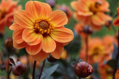 Close-up of orange flowers blooming outdoors