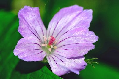Close-up of flower blooming outdoors