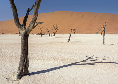 Bare tree on desert against clear sky